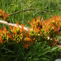 Combretum paniculatum Vent.